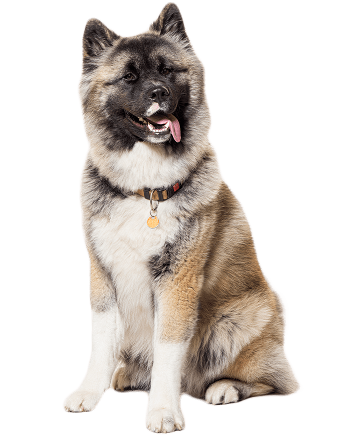 Akita wearing collar isolated in transparent background
