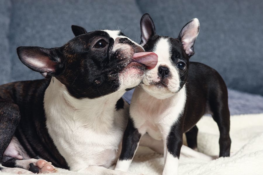 boston terrier bitch with her pup