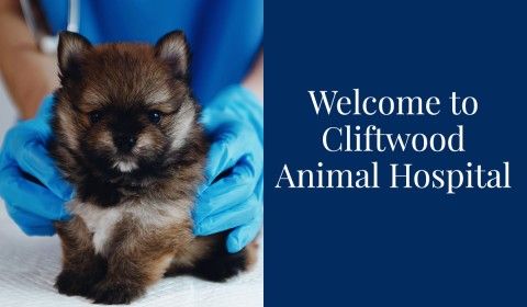 Welcome to Cliftwood Animal Hospital