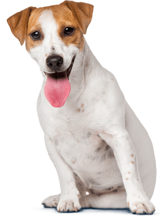 smiling jack russell dog sitting