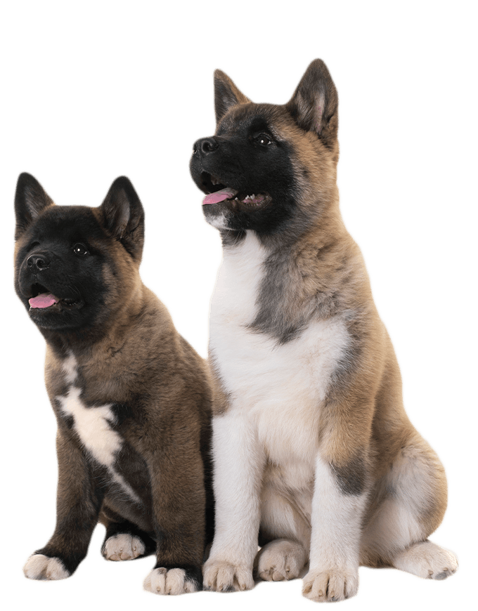 Puppies american akita in a transparent background